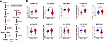 High Expression of Glycolytic Genes in Clinical Glioblastoma Patients Correlates With Lower Survival